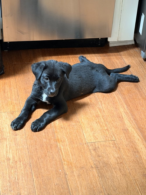 Gator, an adoptable Rottweiler in Raleigh, NC