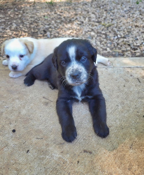 Praline, an adoptable Rottweiler in Raleigh, NC