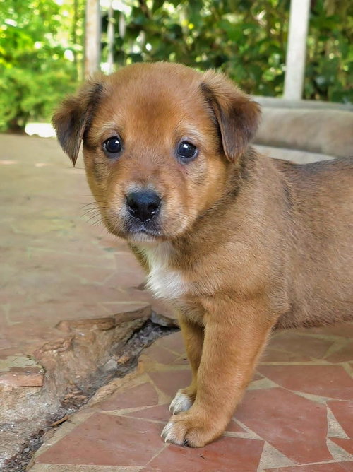 Gumbo, an adoptable Rottweiler in Raleigh, NC