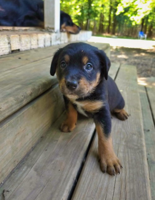 Treme, an adoptable Rottweiler in Raleigh, NC