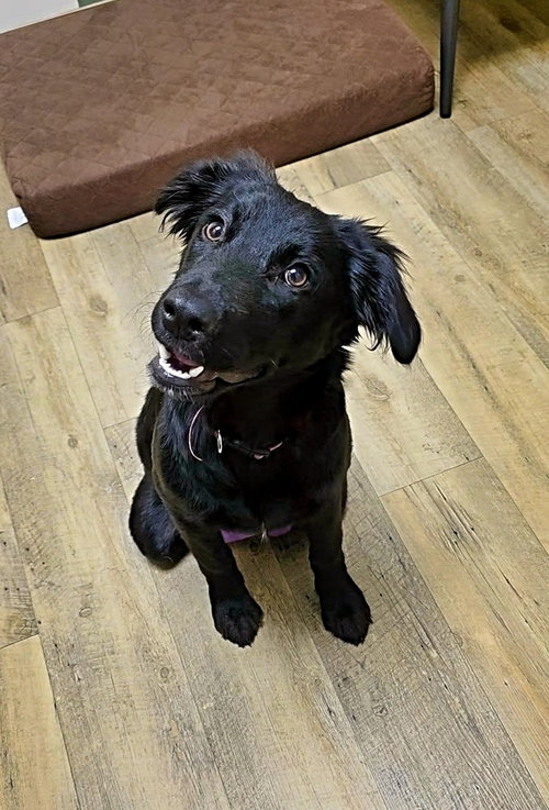 Anya, an adoptable Flat-coated Retriever in Raleigh, NC
