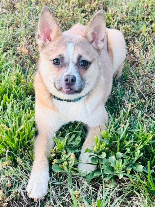 Foxy Roxy, an adoptable Chihuahua in Raleigh, NC