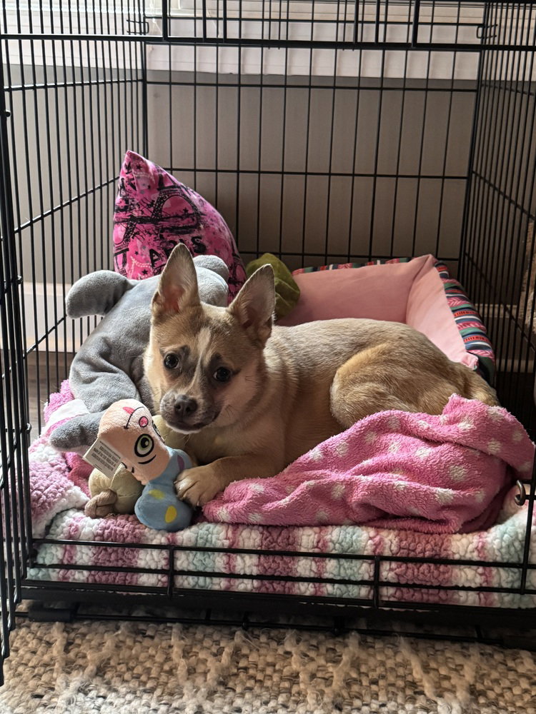 Foxy Roxy