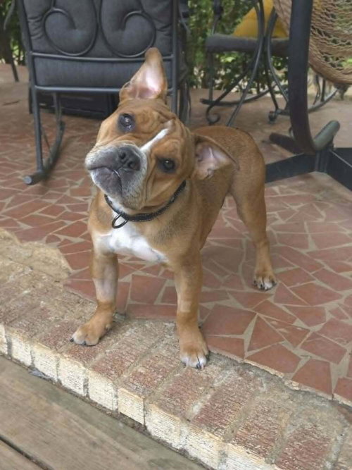 Louie Meatball McSnort