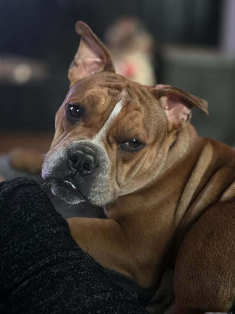 Louie Meatball McSnort