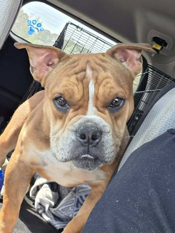 Louie Meatball McSnort