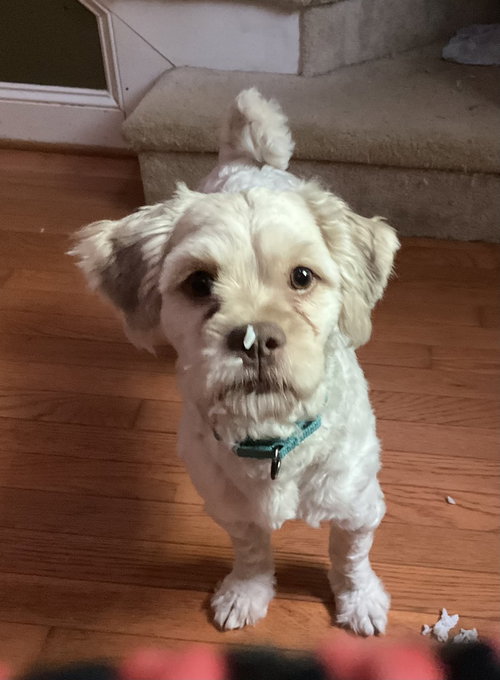 Teddy, an adoptable Shih Tzu in Raleigh, NC