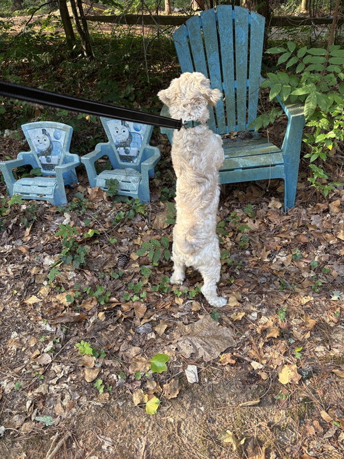 Teddy photo 3