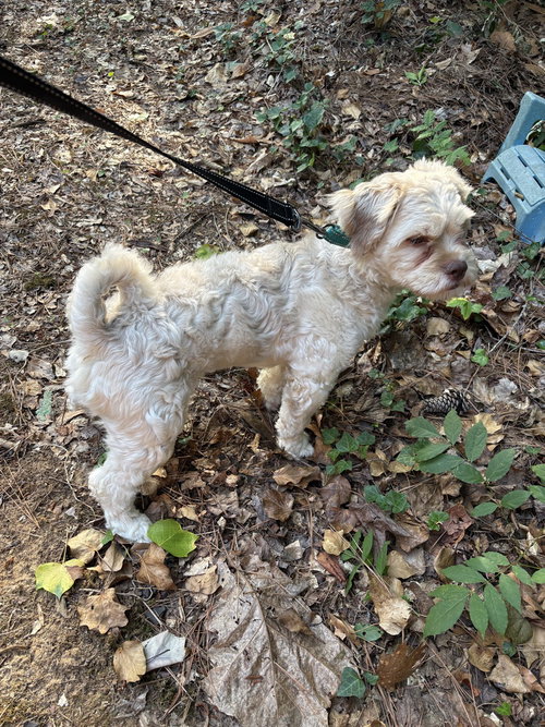 Teddy photo 4
