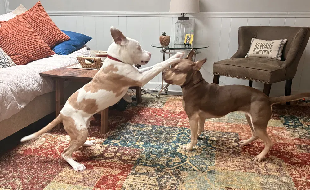 Bonk - Pit Bull Terrier