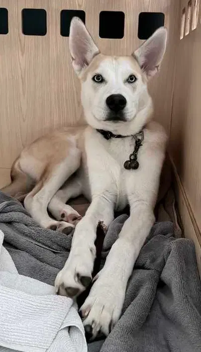 Orion - Husky