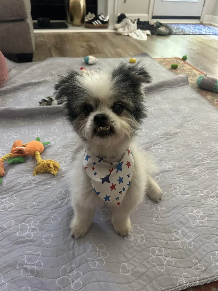 Cooper - Pomeranian