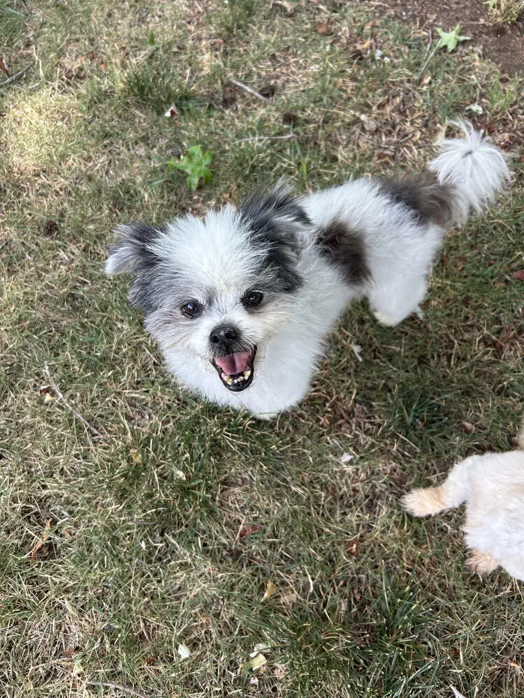 Cooper image 3