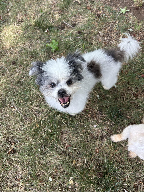 Cooper