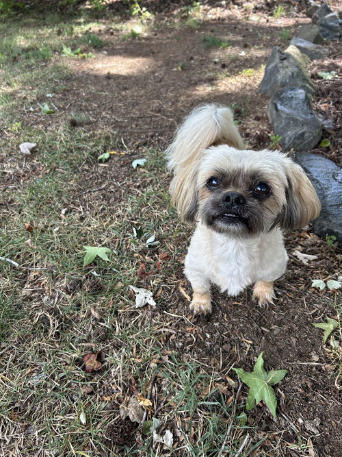 picture of the dog needing adoption