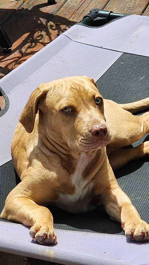 picture of the dog needing adoption