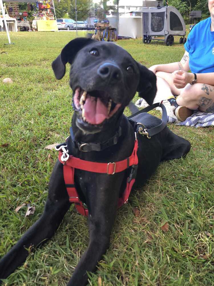Addie - Labrador Retriever