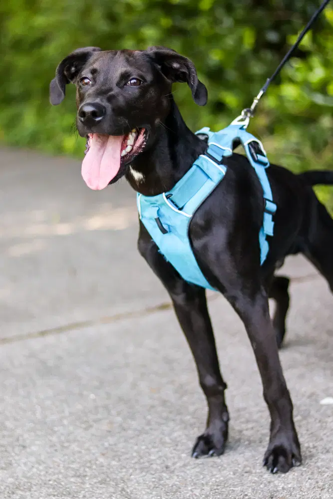 Addie image 4