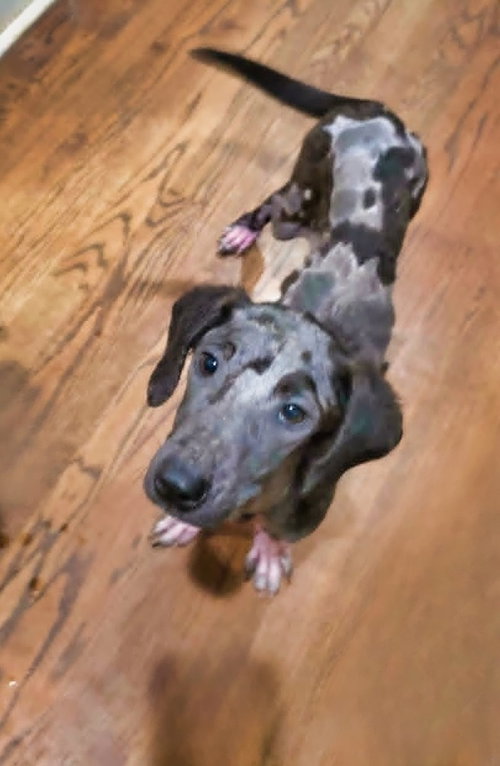 Moxie photo 4