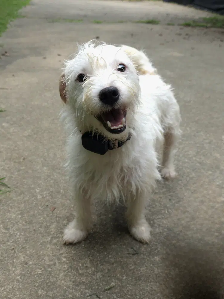 Taylor - Terrier