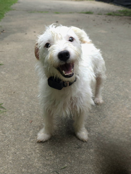 picture of the dog needing adoption