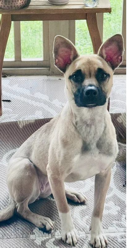 Indie