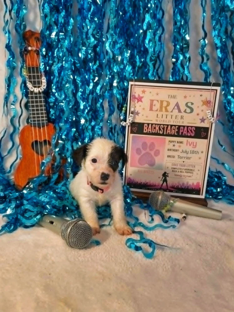 Ivy Eras Litter