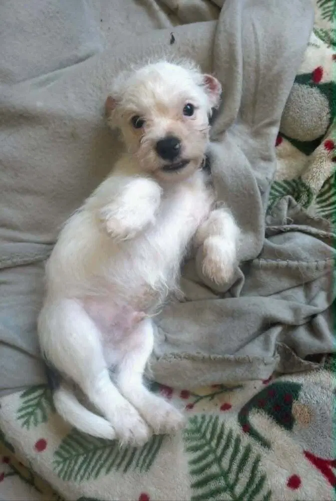 Red - Terrier mix