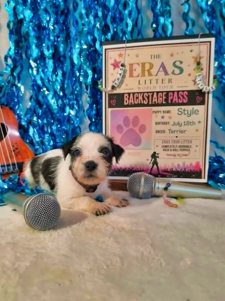 Style - Terrier