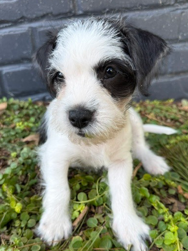 Style, Terrier