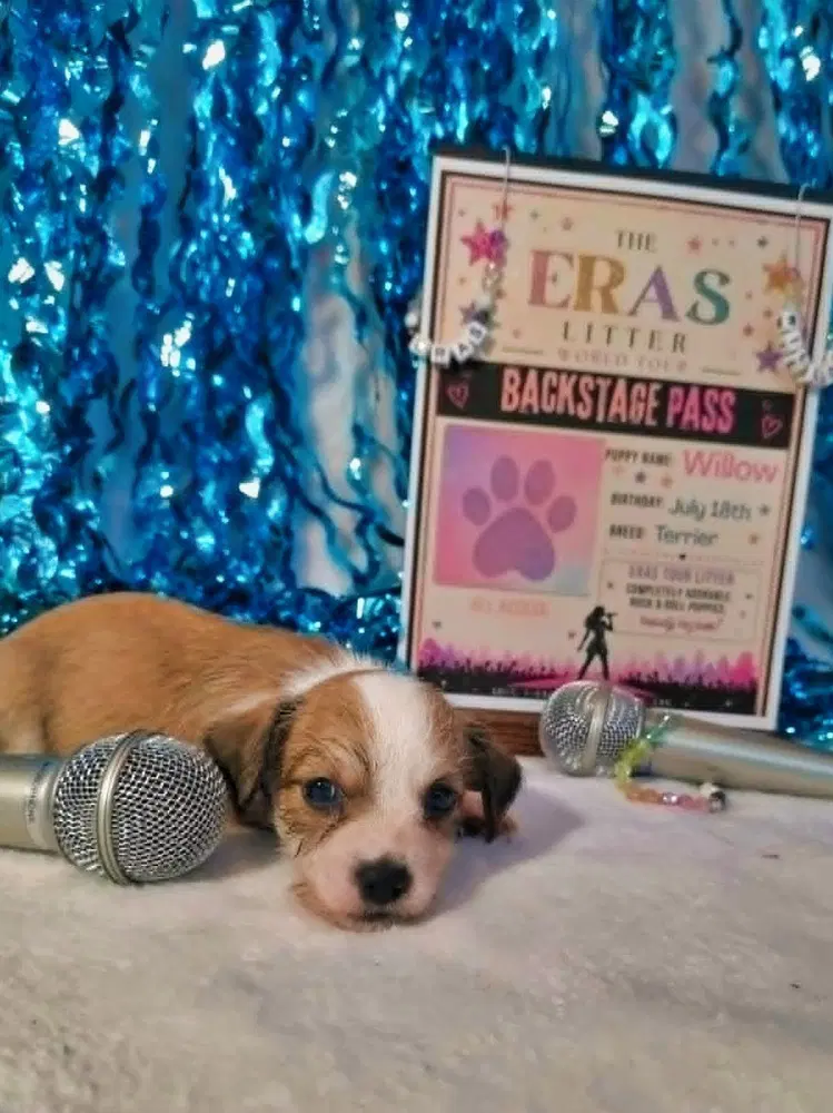 Willow Eras Litter - Terrier