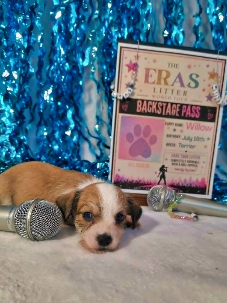 Willow Eras Litter