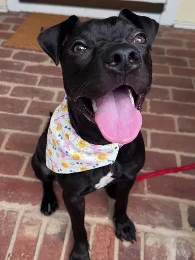 Willow - American Pit Bull Terrier