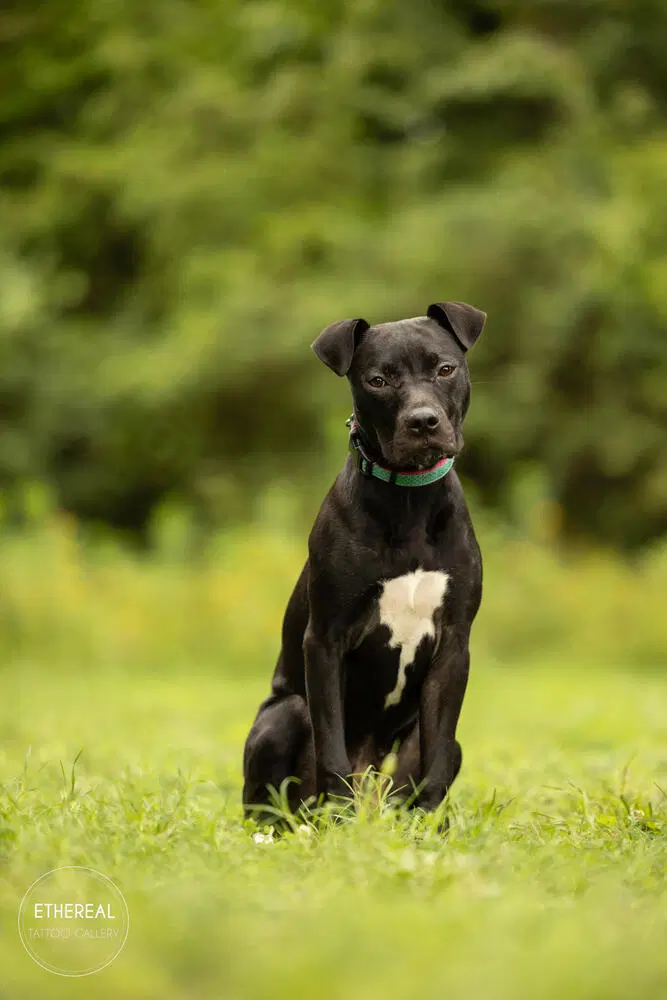 Ivy - American Pit Bull Terrier