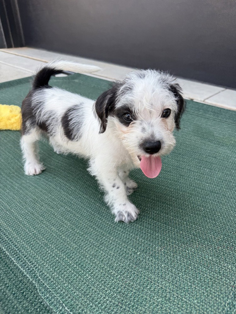 Karma, Terrier