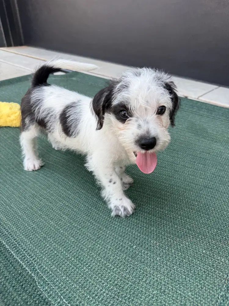 Karma - Terrier