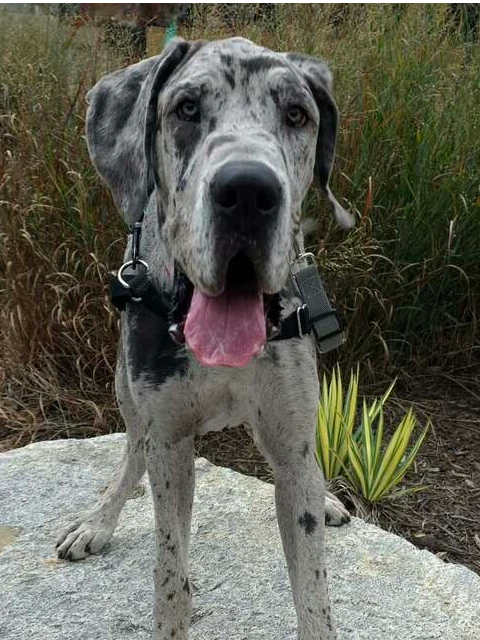 Clyde