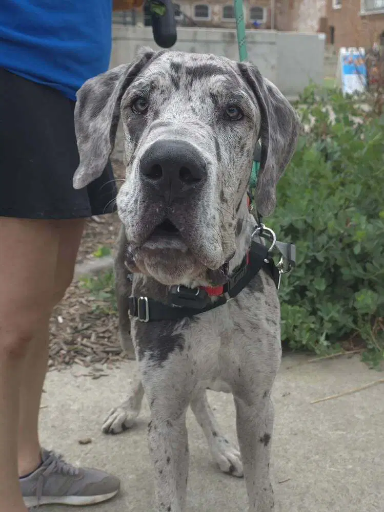 Clyde image 4