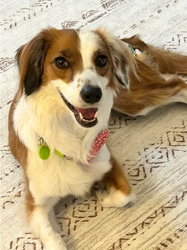 Penny Lane - Dachshund