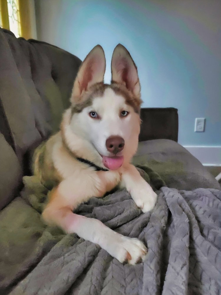 Jinx, Husky