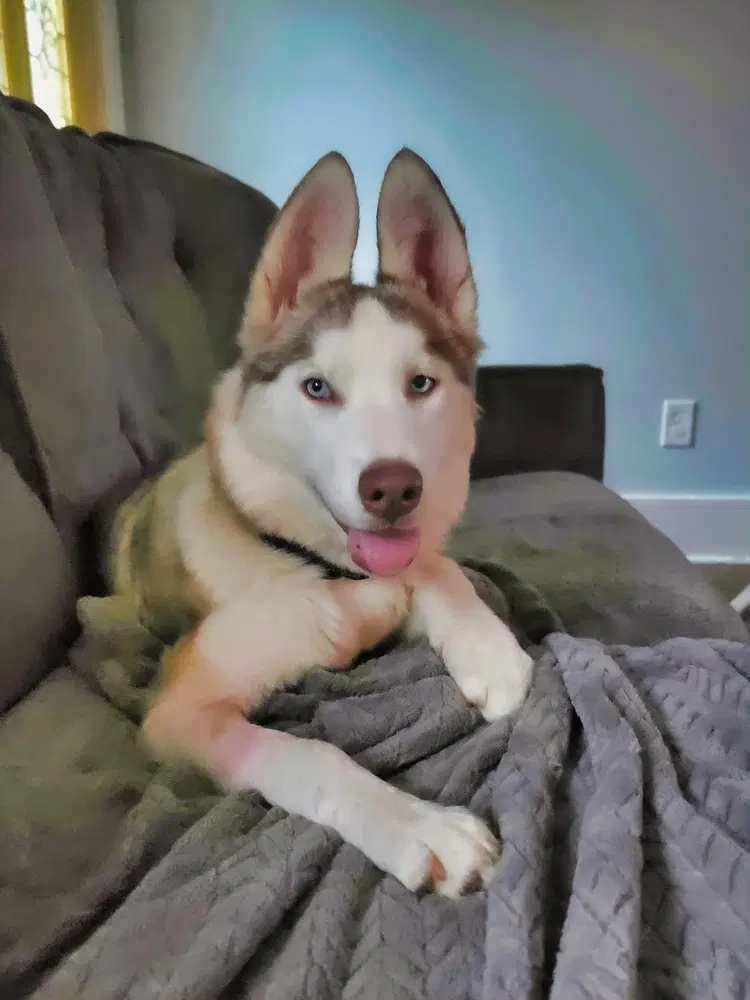Jinx - Husky