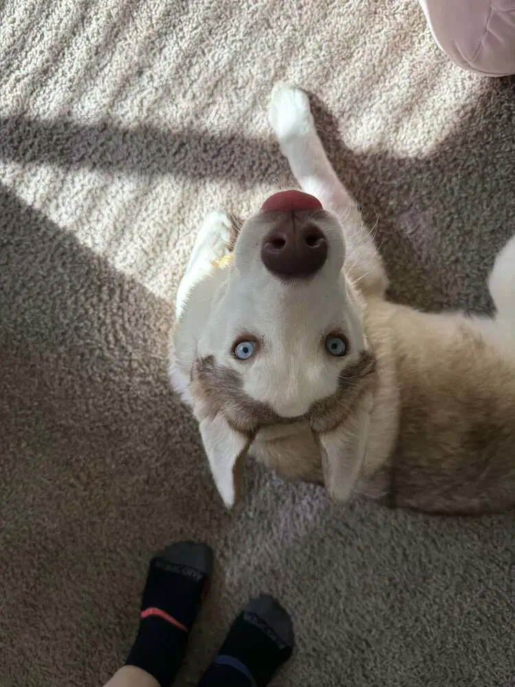 Jinx - Husky