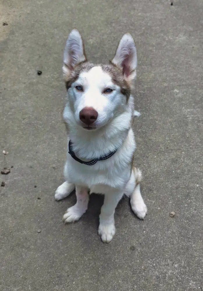 Jinx - Husky