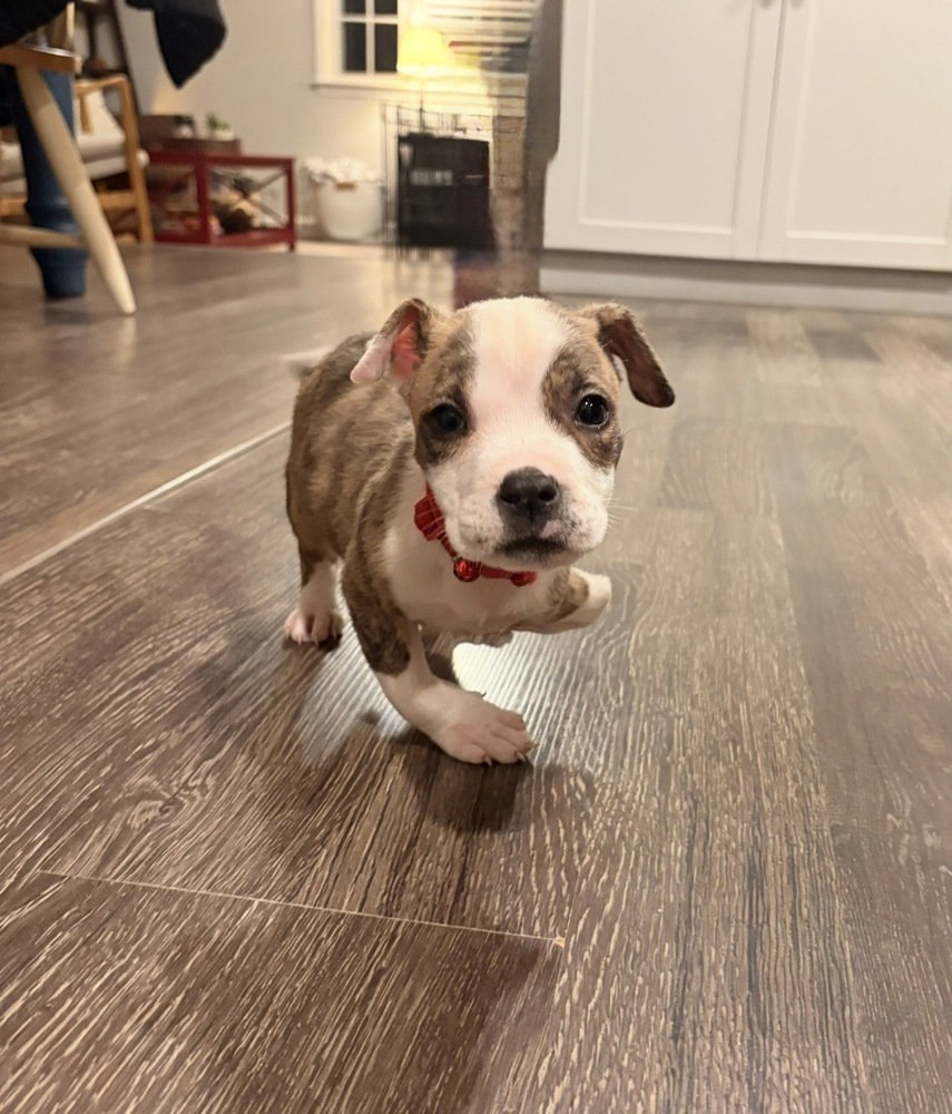 I-Hop, American Pit Bull Terrier