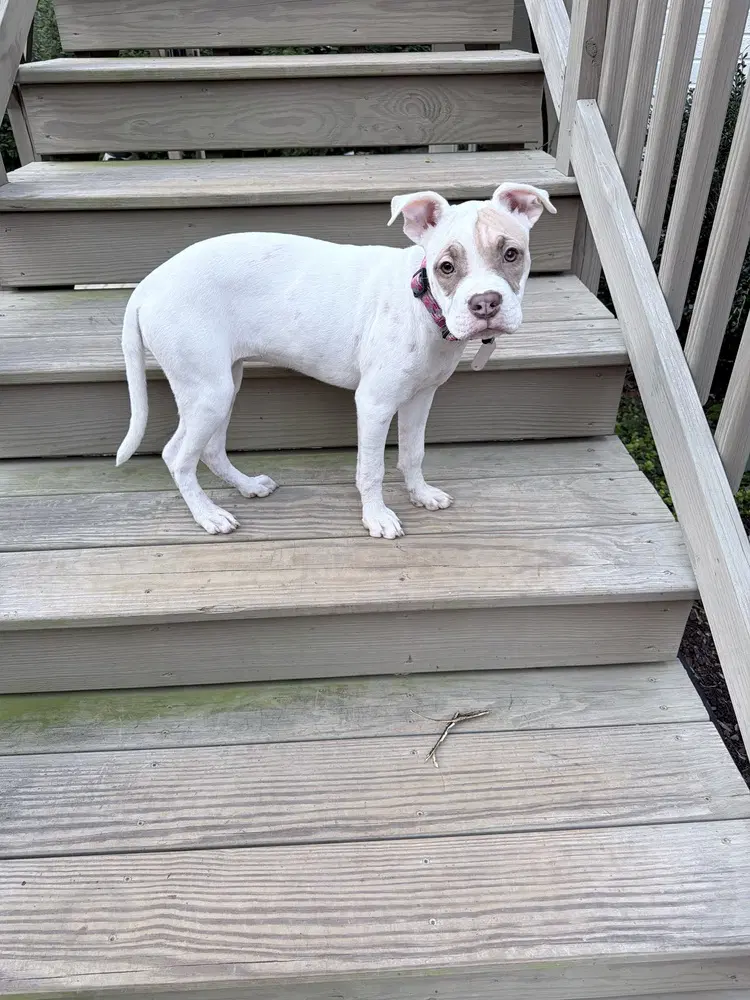 Hazel image 2