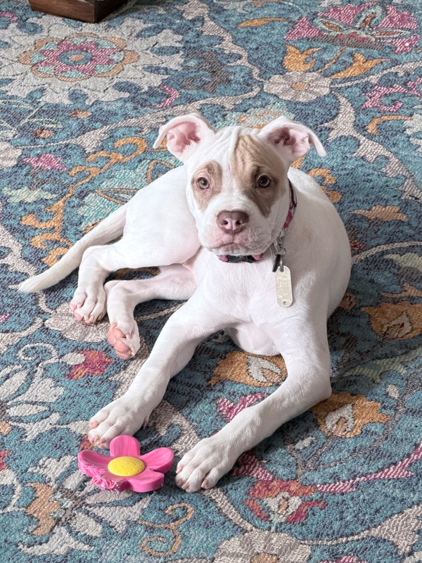Hazel