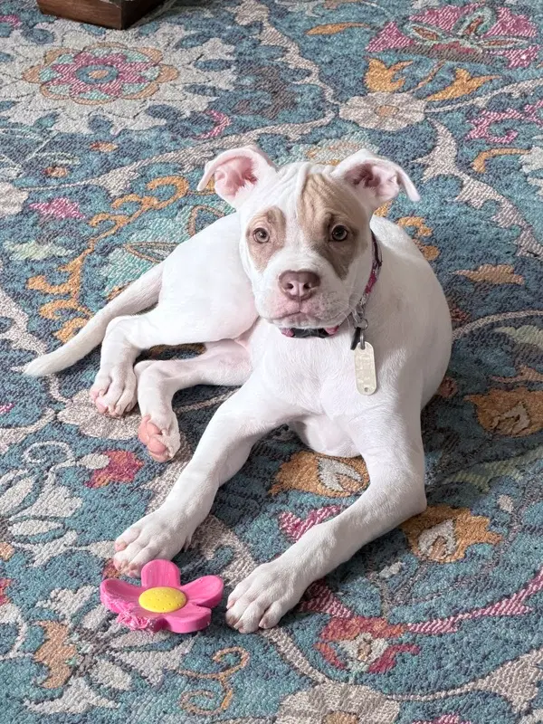 Hazel - American Pit Bull Terrier