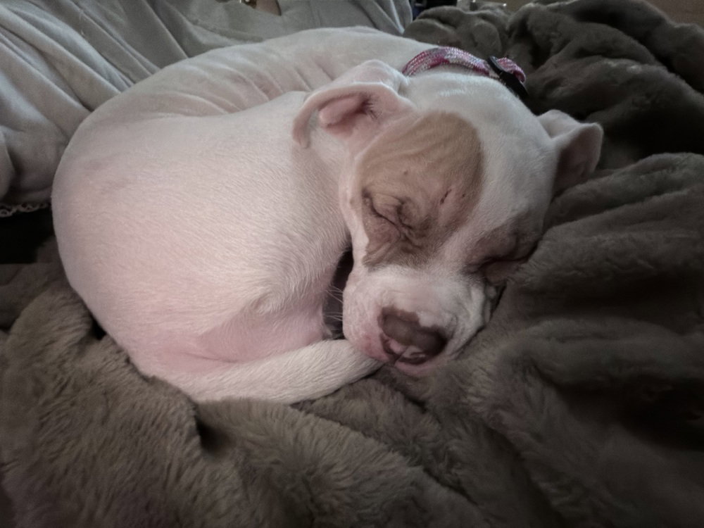 Hazel, photo 2