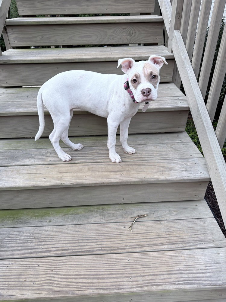 Hazel, photo 3