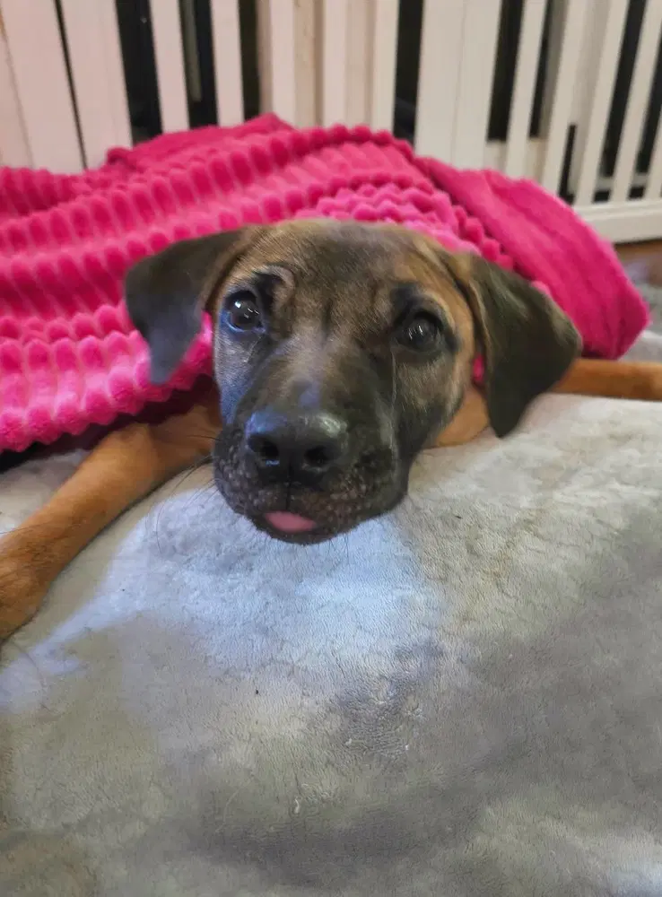Amelia - American Pit Bull Terrier